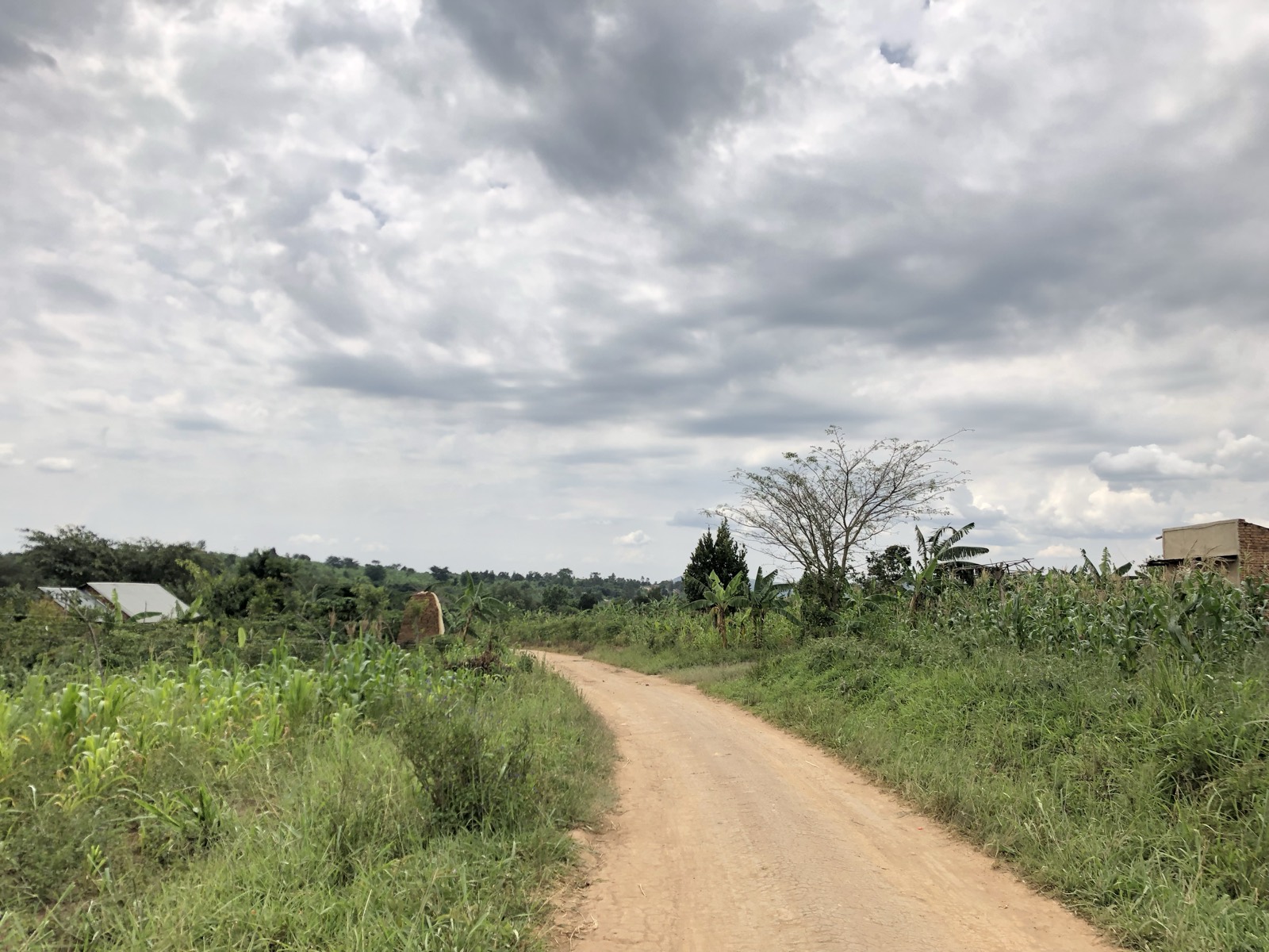 Kiwangala 農園予定地へ続く道